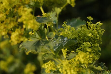 Druppels op vrouwenmantel