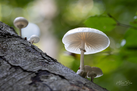 De herfst is begonnen 