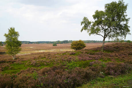 Landschap