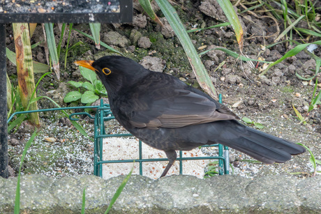 Eens van boven bekijken - (4)