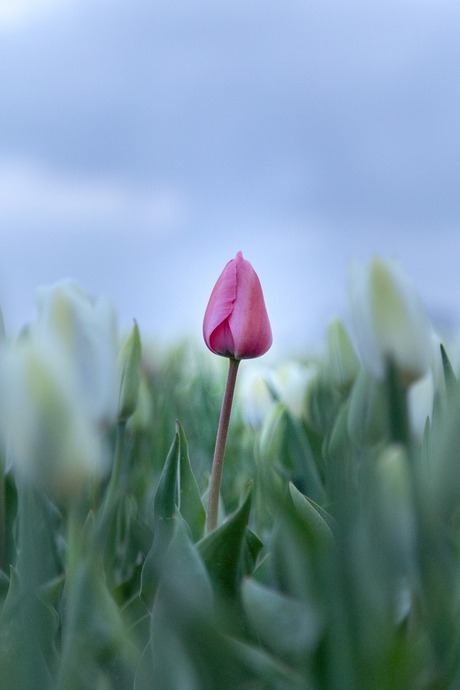 Roze tulp