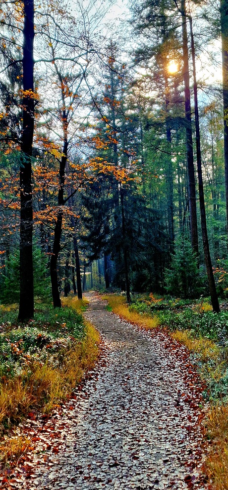 Volg het pad naar het einde van de herfst