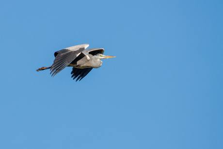 Reiger in vlucht