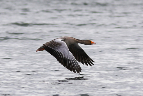 Gans scheert over het water....