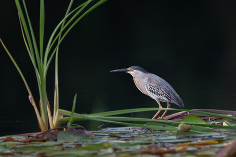 Mangrove Reiger 