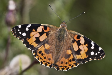 Distel vlinder