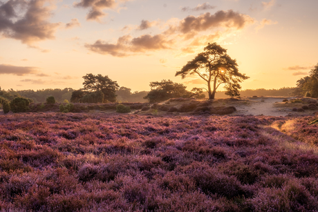 Purple heather..