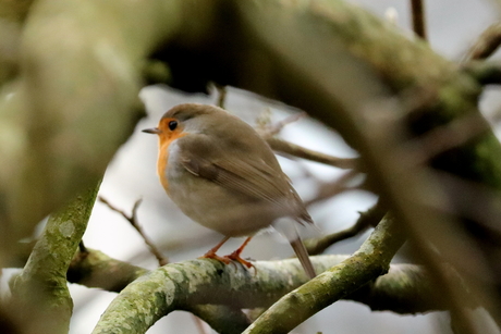 Gesnapt tussen de takken