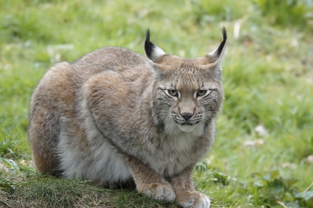 60c68530-5e5b-4791-beec-e3a03aac2879-europese-lynx.jpg?w=450