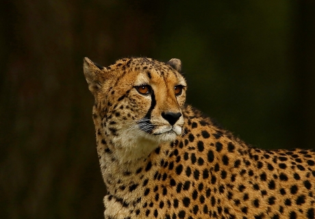 bijen sex   foto van karel groeneweg Dieren Zoom nl 