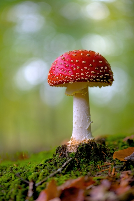 Herfstsymbool van het Bos