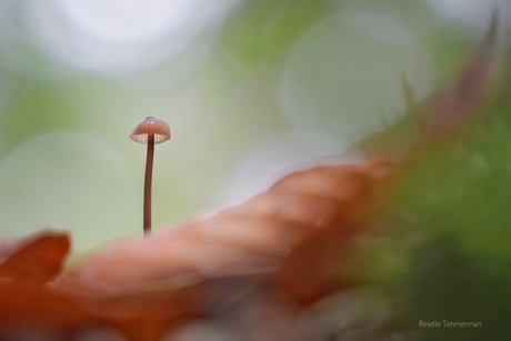 Bloedsteelmycena