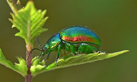 Hennepnetelgoudhaantje