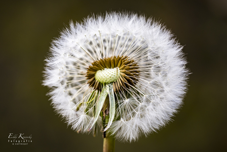 Paardenbloem