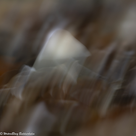 ZoomNL Dorstpaddestoelendag met MacroDaan en Dennis