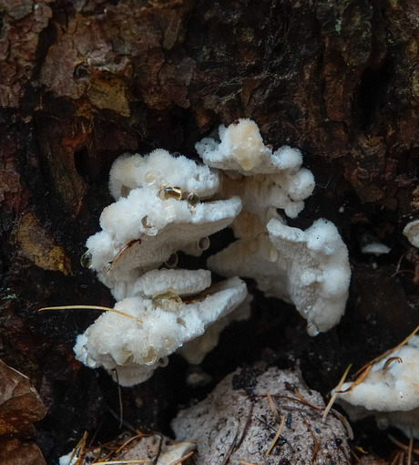 Boompuist met guttatie druppels!🍄‍🟫🤍💧