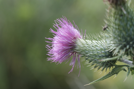 De distel 