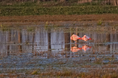 Flamingo's