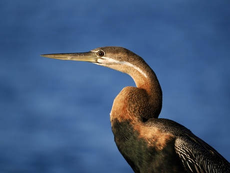 Afrikaanse slangenhalsvogel