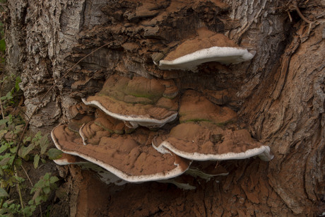 Paddenstoelen