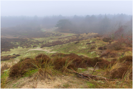Mistig in het bos.