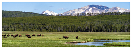 Bison Land