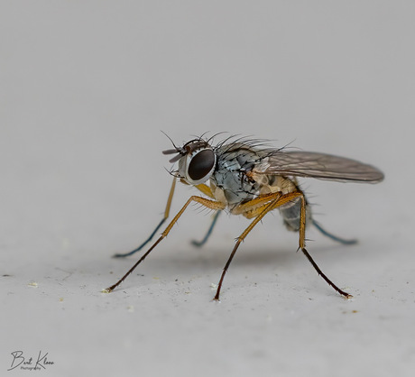 Piepklein vliegje…