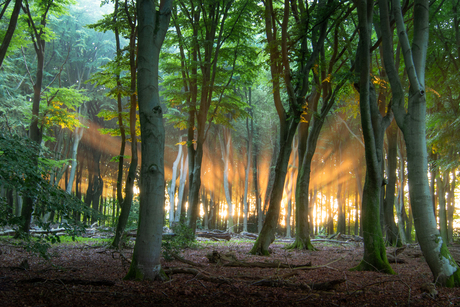 Het eerste licht 