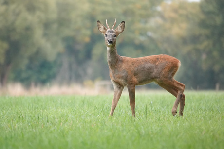 Nieuwsgierige reebok