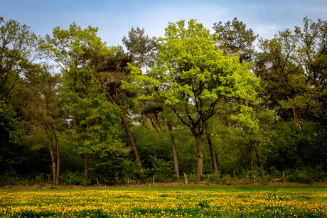 Gele bloemetjes in een groene oase