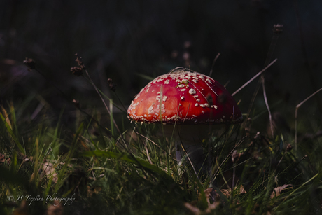 Rood met witte stippen