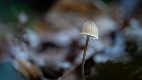 Mycena