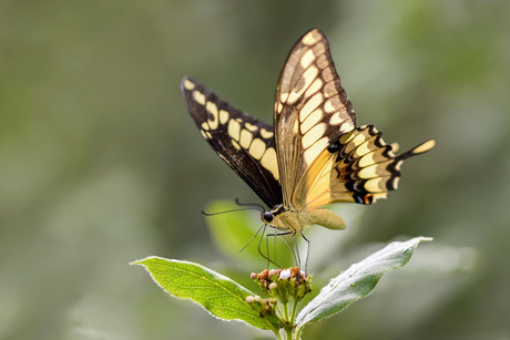 Papilio thoas