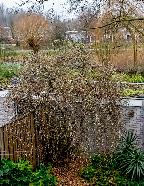 een wit bloeiende Kronkelhazelaar