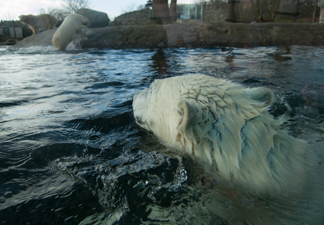 Zwemmen met de ijsberen
