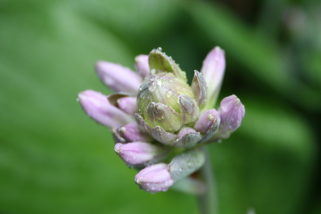 hosta