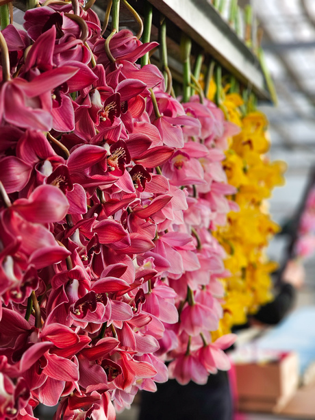 Cymbidiums orchideeën 