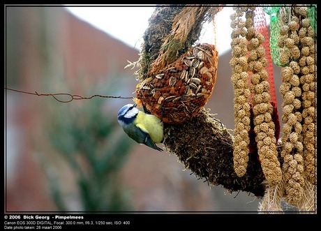 Pimpelmees in de tuin