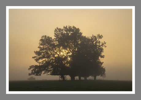 Door de bomen