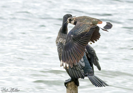 Kievit (Vanellus vanellus)