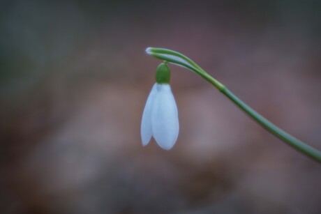 Sneeuwklokje
