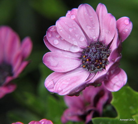 Close-up bloem