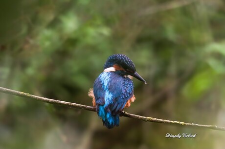 Ijsvogel man