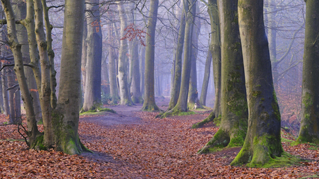 Rijsterbos in de mist