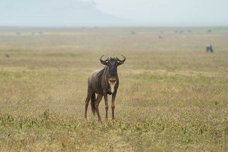 Wildebeest (Gnoe)