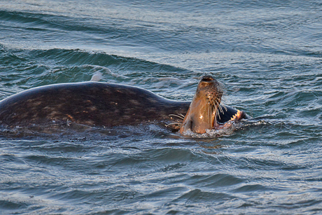 Zeehondjes