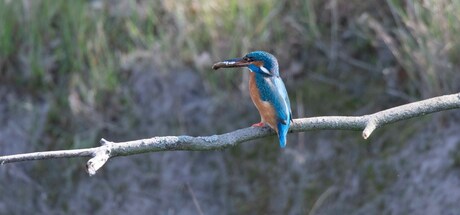 Ijsvogel met ontbijt :-)