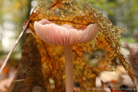 IMG_1910_roze paddestoel verpakt in oud blaadje.jpg