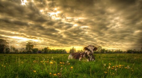 zonsondergang koe