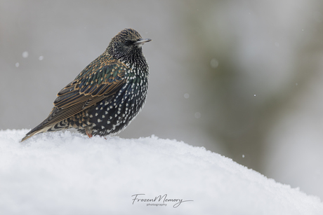 Spreeuw in de sneeuw